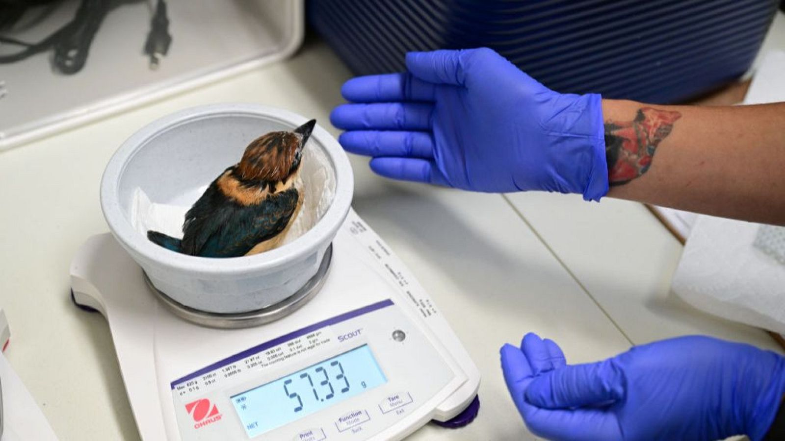 Nace un Martín Pescador de Guam en el zoo de San Antonio - Las mañanas de RNE | Escuchar
