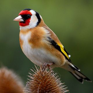 Jilguero europeo, Ave del 2026 elegida por votación pública