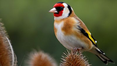 Jilguero europeo, Ave del 2026 elegida por votación pública