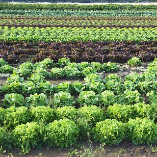 PAC: importancia de consultar el visor SIGPAC para tramitar las ayudas