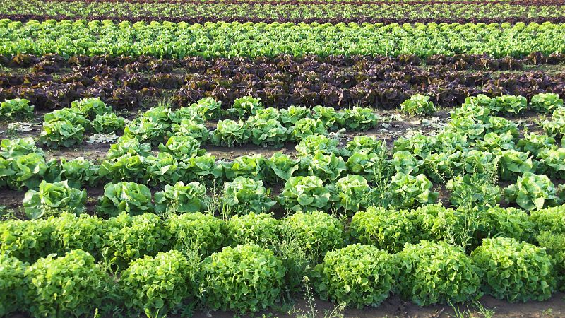 Mundo rural - PAC: importancia de consultar el visor SIGPAC para tramitar las ayudas - 27/04/26 - Escuchar ahora