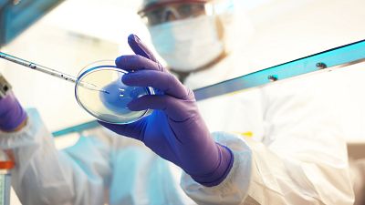 Los virus exploran su espacio genético según el ambiente