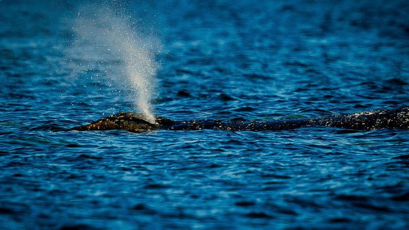 Avistamiento de ballenas jorobadas en la isla de El Hierro - Las mañanas de RNE | Escuchar