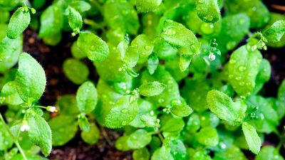 La diferente adaptación de las plantas al cambio climático