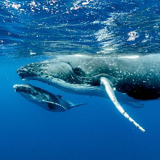 Las ballenas del Estrecho de Ormuz