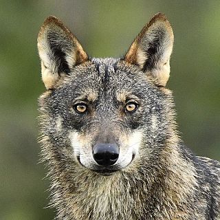 WWF gana una nueva batalla legal a favor del lobo ib�rico