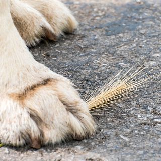 Protege a tu mascota contra las espigas