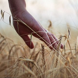 Agricultura Regenerativa. Monogr�fics d'Actualitat Clim�tica