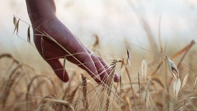 Vida Verda - Agricultura Regenerativa. Monogràfics d'Actualitat Climàtica - Vida verda | Escoltar