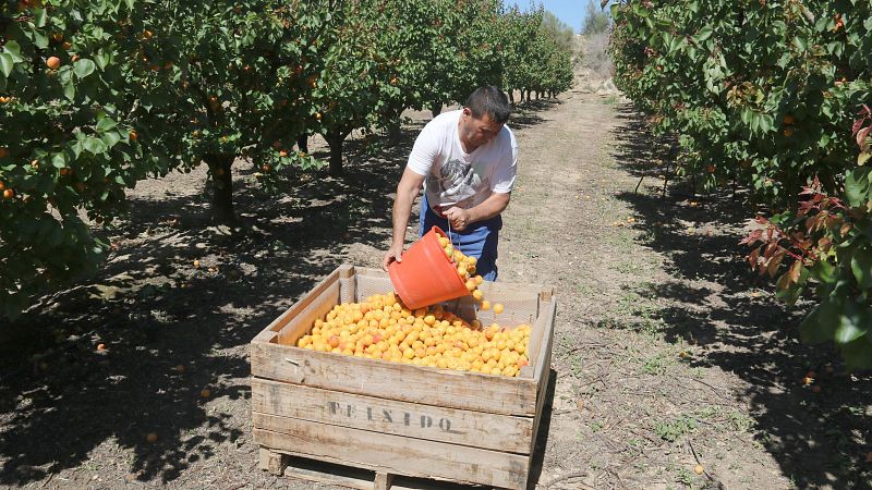 L'Entrellat - Aprenem a fer albercocs en salsa amb Carme Ruscalleda, els secrets de la brasa amb Javier Brichetto i la manifestaci� de l'1 de maig - L'Entrellat | Escoltar