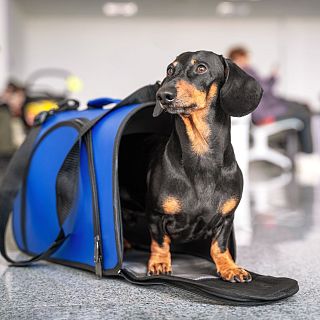 La UE regula la protección y el transporte seguro de mascotas