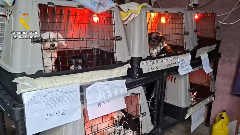 Detenidos cuatro responsables de un criadero de perros clausurado en Gijón - Asturias Informativos | Escuchar