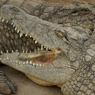 Animals exòtics que podem tenir a casa i quins són els més estranys