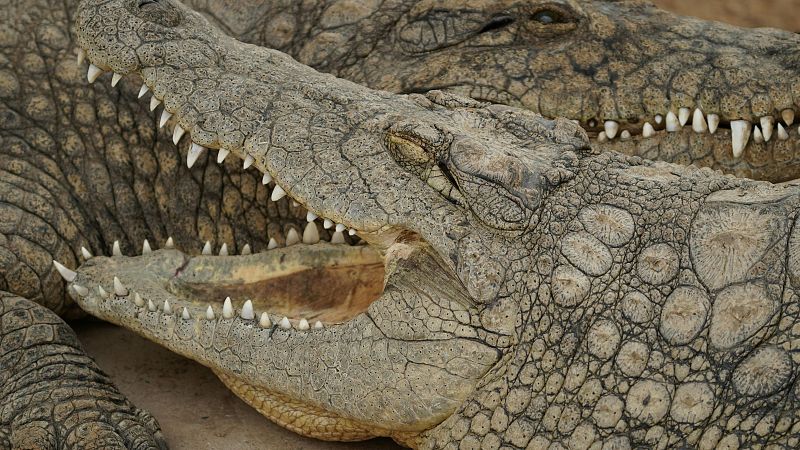 El mat� de R�dio 4 - Animals ex�tics que podem tenir a casa i quins s�n els m�s estranys - El mat� de R�dio 4 | Escoltar