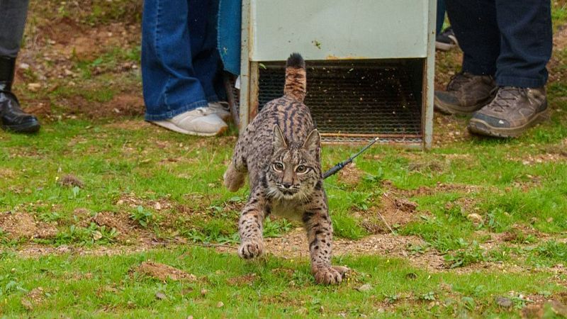 Primer nacimiento de lince ibérico en Cabañeros - Las mañanas de RNE | Escuchar