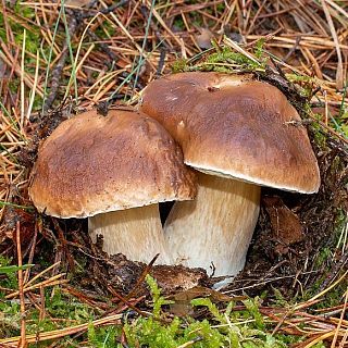 Bolets de primavera: On i quan trobarem ceps a Catalunya?