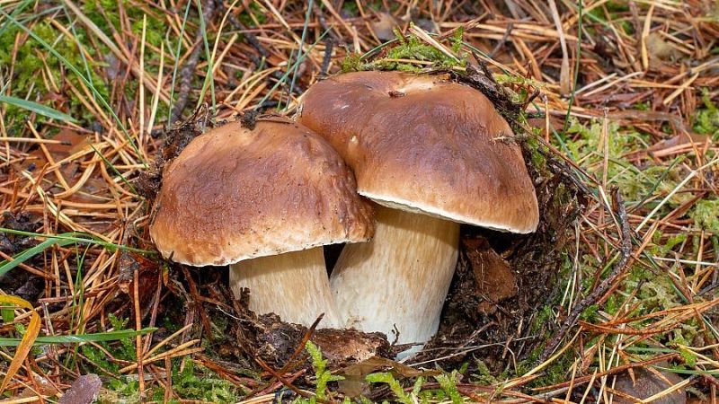 El mat� de R�dio 4 - Bolets de primavera: On i quan trobarem ceps a Catalunya? - El mat� de R�dio 4 | Escoltar