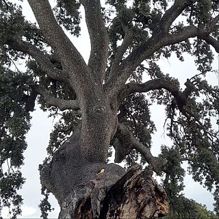 Comunicación ambiental