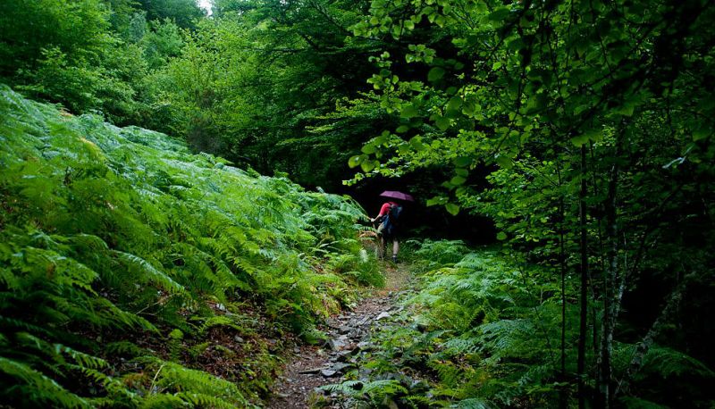 La Reserva Natural Integral de la Biosfera de Muniellos cumple 25 años - Asturias Informativos | Escuchar