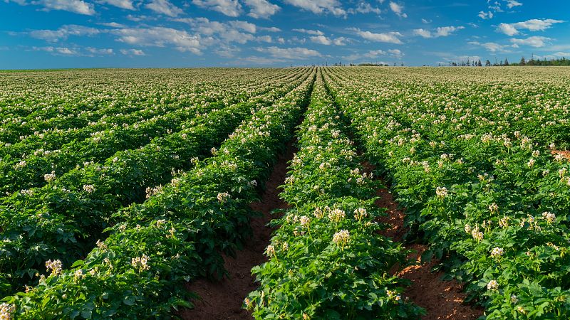 Mundo rural - PAC: “cultivos reiterados” del visor SIGPAC - 11/05/26 - Escuchar ahora