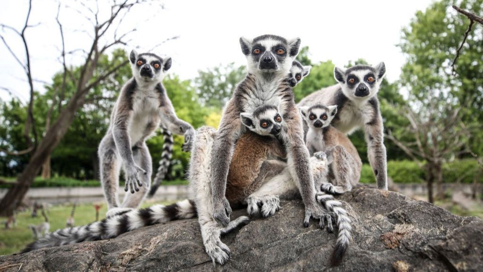 Nacen dos gemelos de lémur de collar en el zoo del Bronx - Las mañanas de RNE | Escuchar