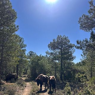 Guadalajara - Bisontes en el Alto Tajo