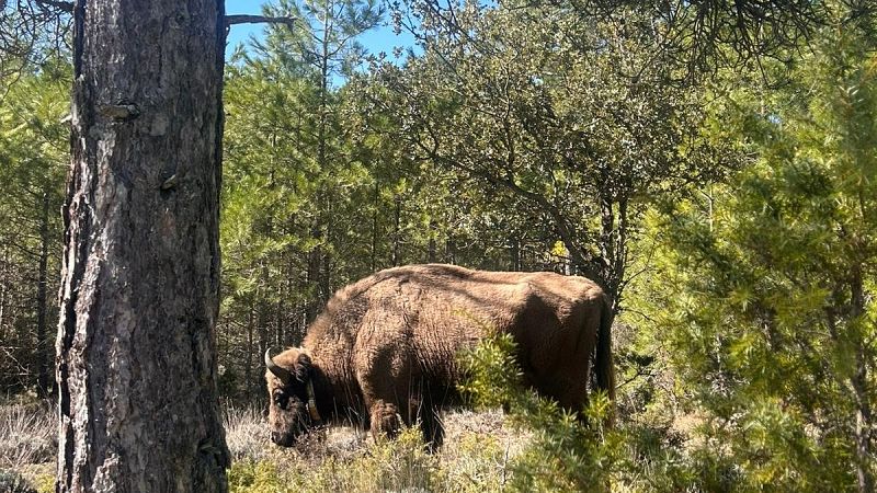 Reportajes Emisoras - Guadalajara - Bisontes en el Alto Tajo - 13/05/26 - Escuchar ahora