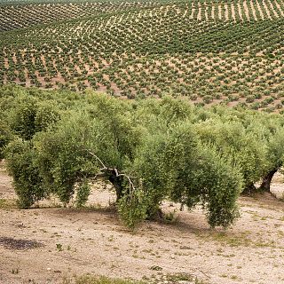 El mar de olivos y los AOVE de la DOP aceite de Madrid
