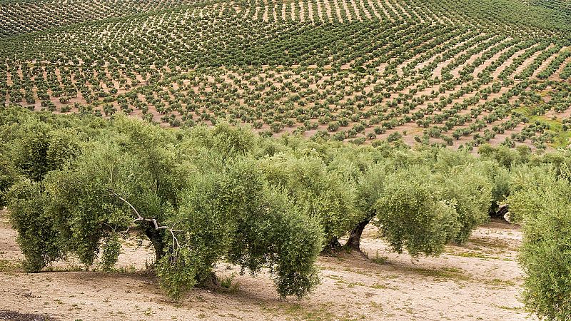 El mar de olivos y los AOVE de la DOP aceite de Madrid - En clave Turismo | Escuchar