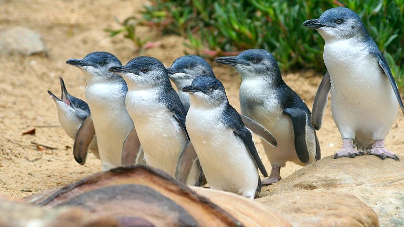El palabrero - Pingües pingüinos  - 14/05/26 - Escuchar ahora