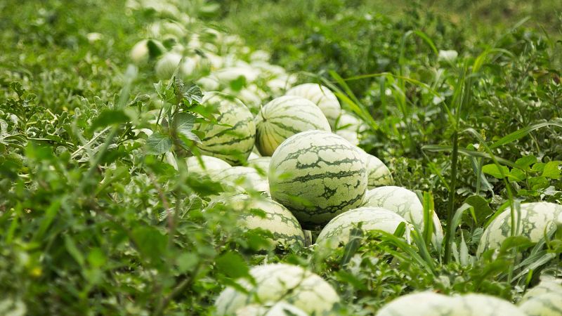 Mundo rural - Inicio de la campaña de la sandia y el melón - 15/05/26 - Escuchar ahora