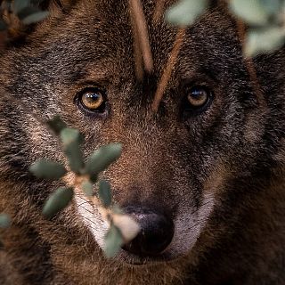 Tras las huellas del lobo ibérico en la geografía española