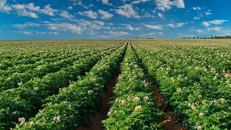 Fin de mes - Europa responde al sector del campo - Escuchar ahora
