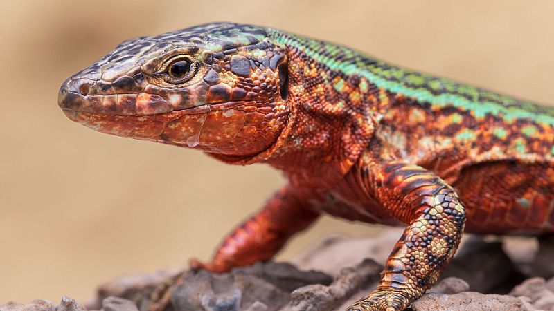 Planeta vivo - Lagartija Pitiusa en extinción - Escuchar ahora