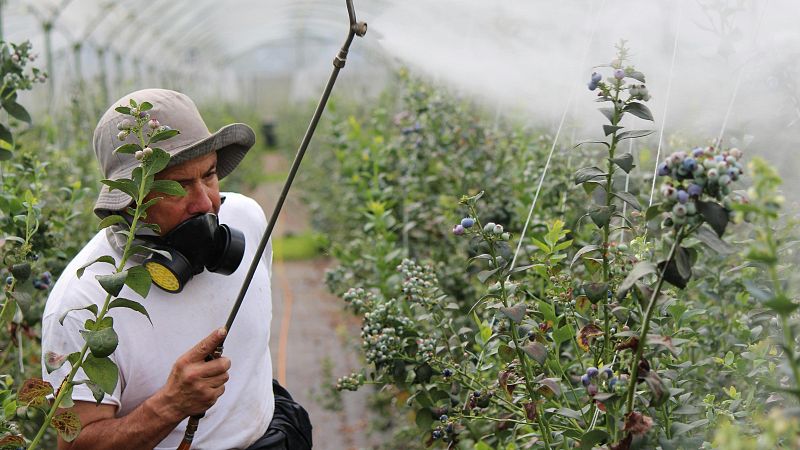 El mat� de R�dio 4 - Ecologistes en Acci�: "El 70% de la fruita que mengem cont� residus de plaguicides" - El mat� de R�dio 4 | Escoltar