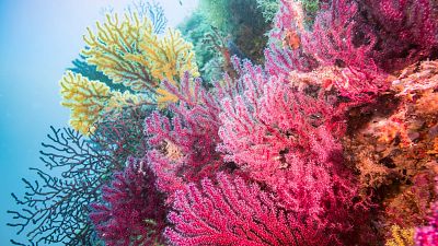 Ecorest, repoblando los ecosistemas marinos profundos