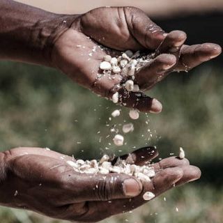 Semillas ancestrales para combatir el cambio climático en Kenya