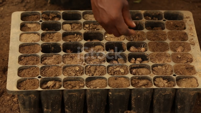 Reportajes en Radio 5 - Semillas ancestrales para combatir el cambio climático en Kenya - 26/05/26 - Escuchar ahora