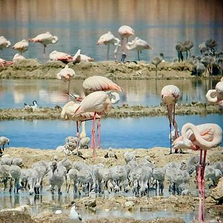 La Reserva Natural Laguna de Fuente de Piedra en Málaga
