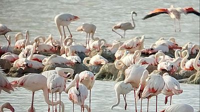 La Reserva Natural Laguna de Fuente de Piedra en Málaga