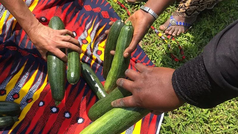 Vida Verda - Jardins Migrants. Monogràfics d'Actualitat Climàtica - Vida verda | Escoltar