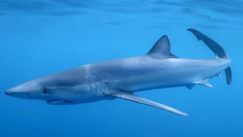 Planeta vivo - Tiburones en el mediterráneo - 27/05/26 - Escuchar ahora