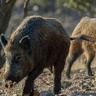 Vicens Enrique-Tarancón, veterinari: "La crisi de la pesta porcina s'allargarà dos o tres anys com a mínim"