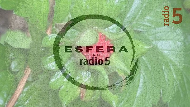 Esfera en Radio 5 - Pregunta - 30/05/26 - Escuchar ahora