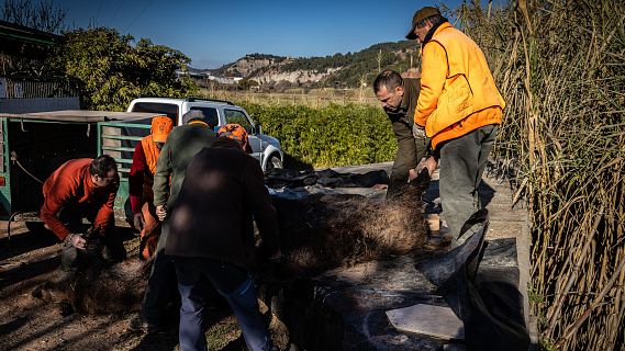 Sis mesos lluitant contra la pesta porcina africana a Catalunya