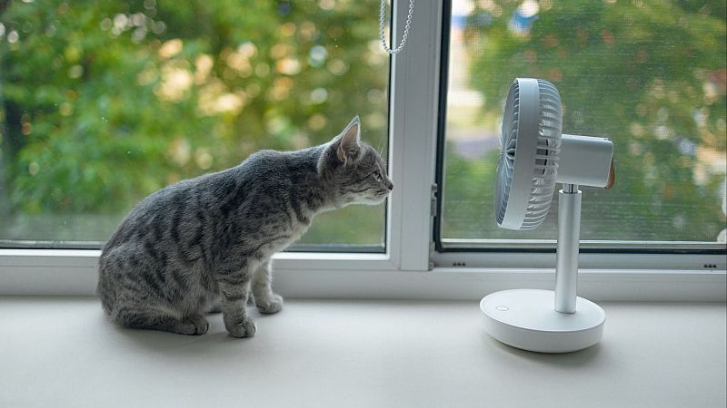Cuídate con Radio 5 - Golpes de calor y mascotas - 29/05/26 - Cuídate con Radio 5 | Escuchar