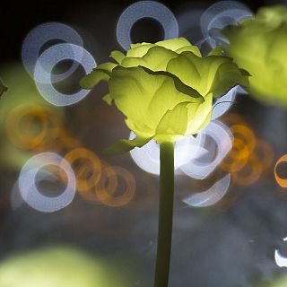 El jardín de la vanguardia