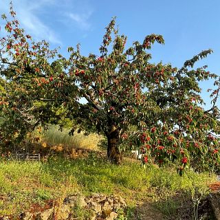 Tiempo de cerezas en el Jerte