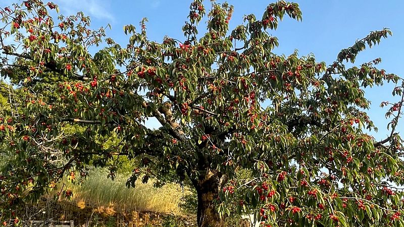 España rural - Tiempo de cerezas en el Jerte - 31/05/26 - España rural | Escuchar