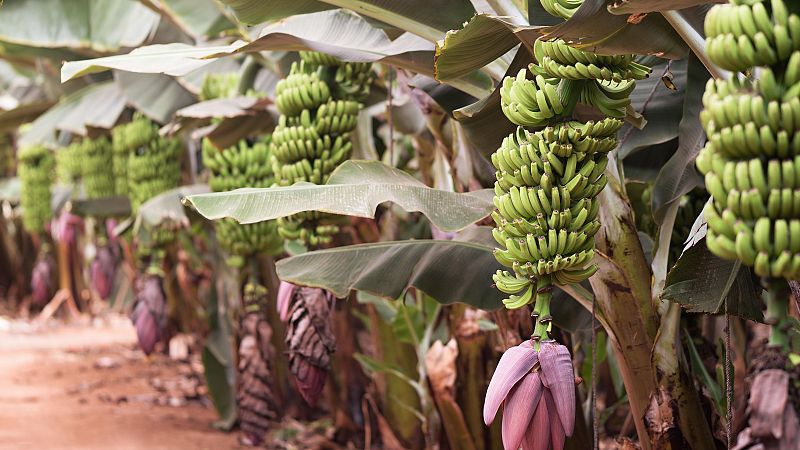 Mundo rural - Programa POSEI: apoyo a la agricultura local en Canarias - 03/06/26 - Escuchar ahora
